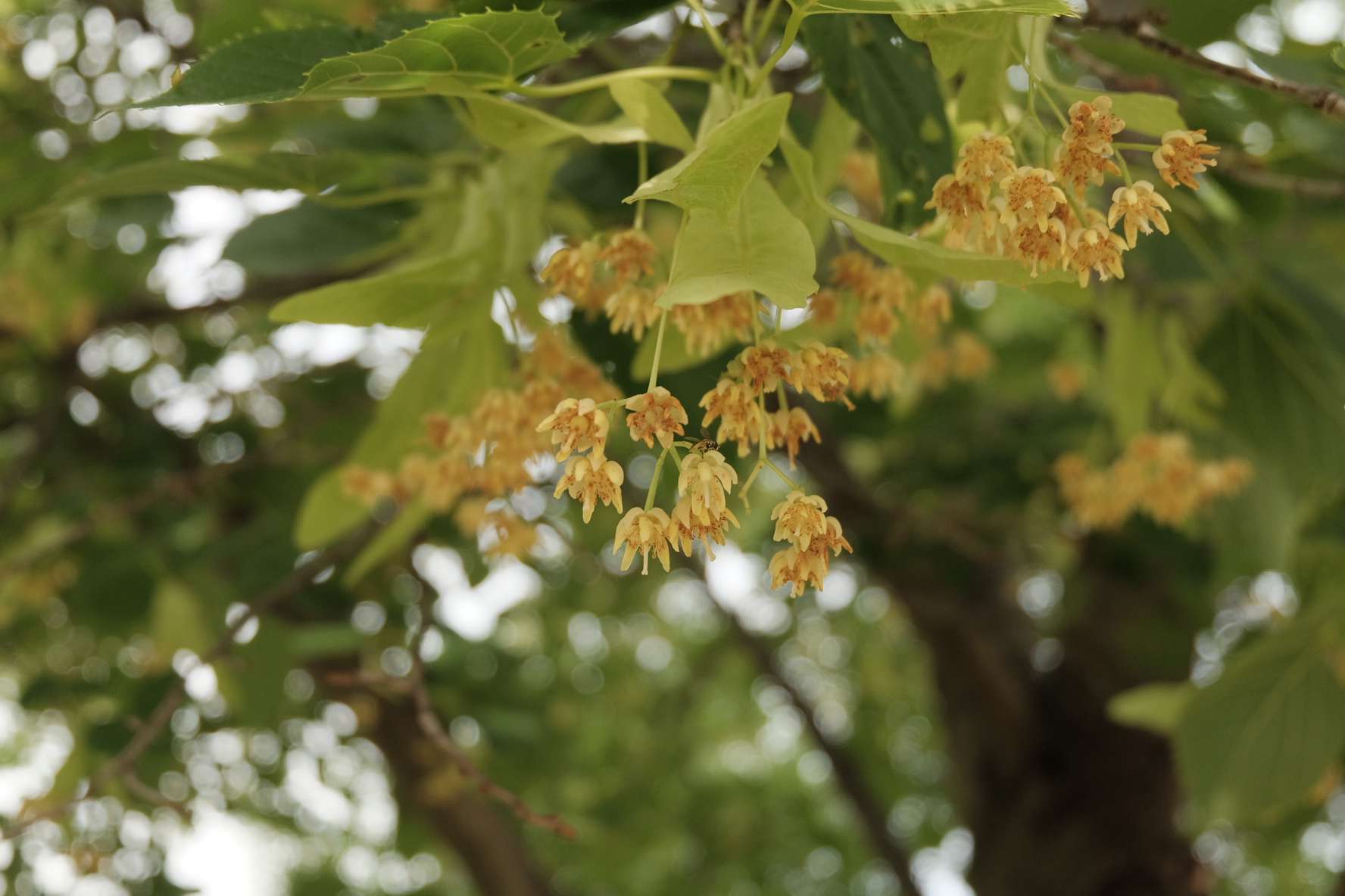 Linden tree blossoms blooming in early summer