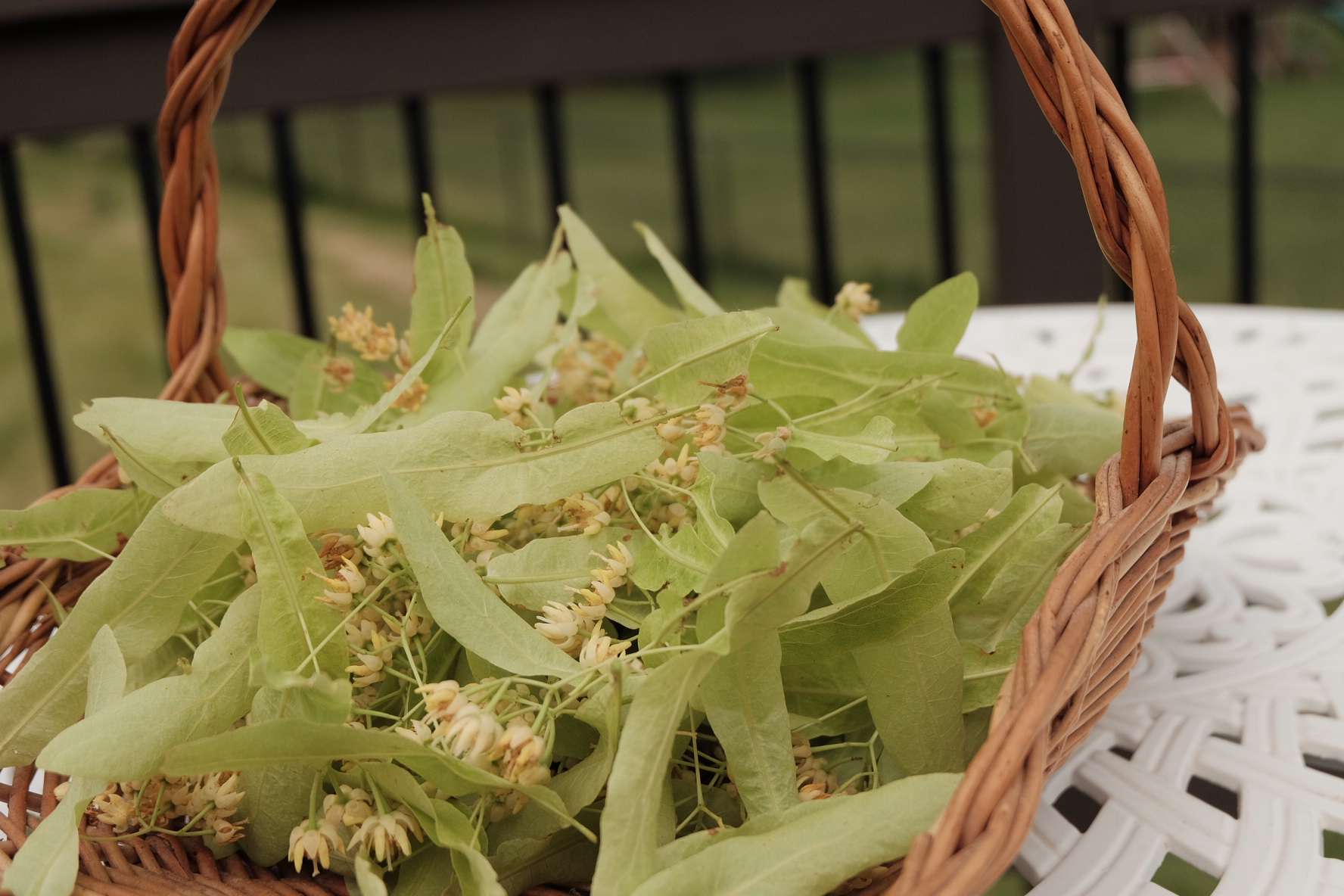 Freshly harvested linden blossoms and pale green bracts ready for drying to make herbal tea
