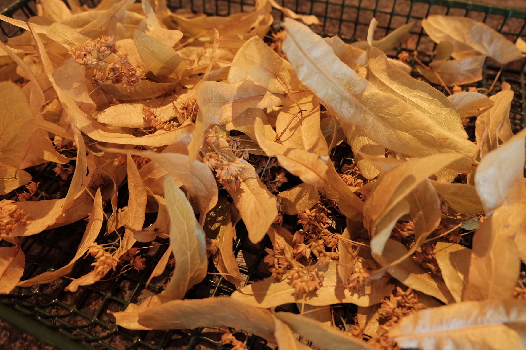 Dried linden flowers stored for herbal tea