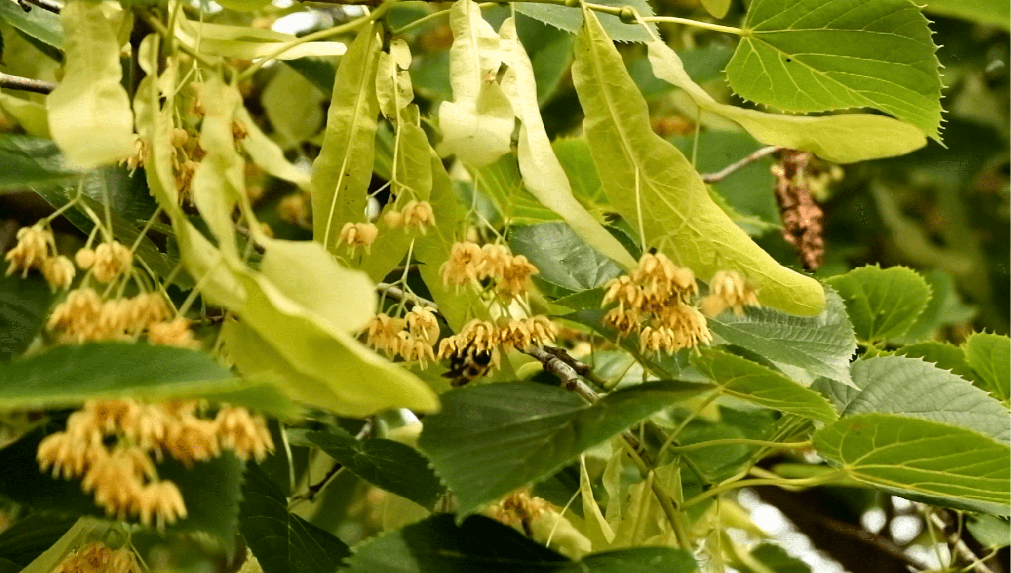 A bee pollinating the blooming linden blossoms.