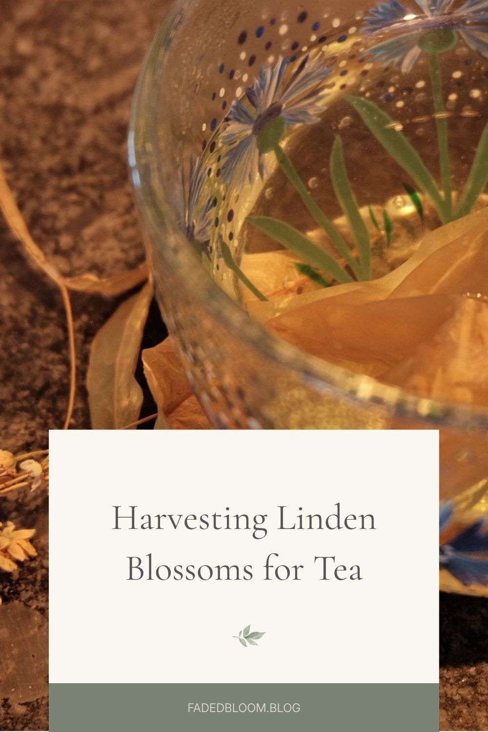 Pinterest graphic for a blog post about harvesting linden blossoms, drying them, and brewing homemade linden tea from a backyard tree.